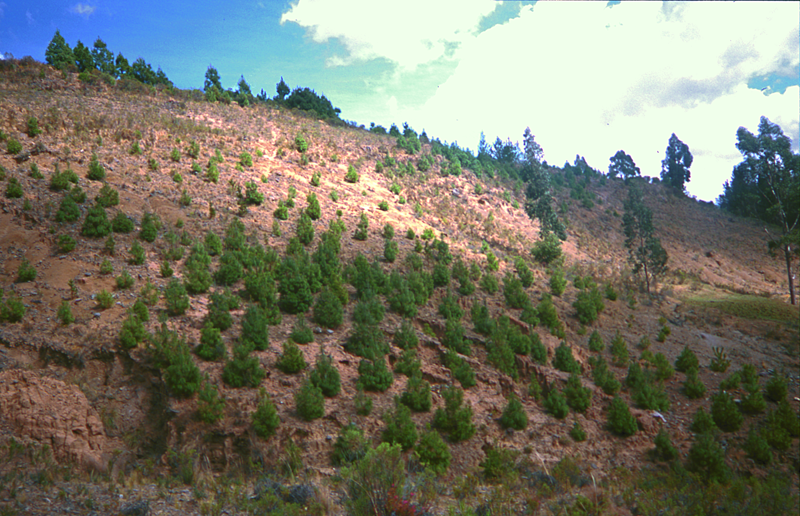 Aufforstungsprojekte im Hochland von Cajamarca